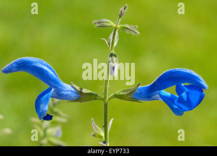 Azursalbei; Salvia patens Stockfoto