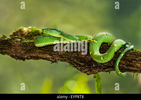 Eine Seite gestreift Palm Viper in einem Baum Stockfoto