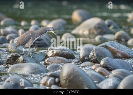 Ein Fasciated Tiger Heron Fischen an einem Fluss in Costa Rica Stockfoto