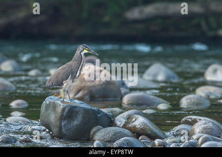 Ein Fasciated Tiger Heron Fischen an einem Fluss in Costa Rica Stockfoto