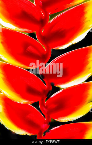 Nahaufnahme von der falschen Paradiesvogel Blume Stockfoto