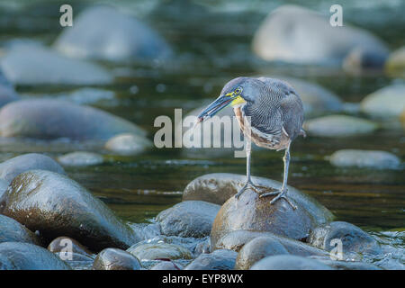 Ein Fasciated Tiger Heron Fischen an einem Fluss in Costa Rica Stockfoto