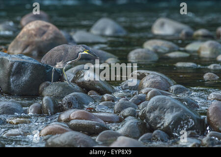 Ein Fasciated Tiger Heron Fischen an einem Fluss in Costa Rica Stockfoto