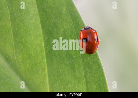 Marienkäfer mit zwei Punkten auf einem Blatt sitzen Stockfoto