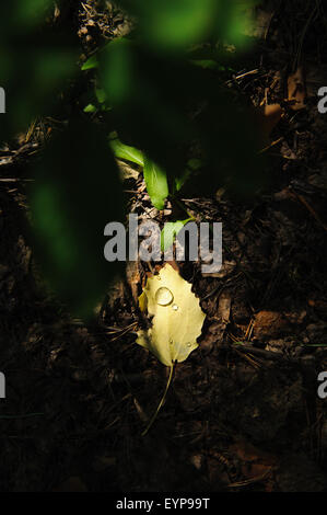 Erste Herbst Blatt mit Tau fällt. Stockfoto