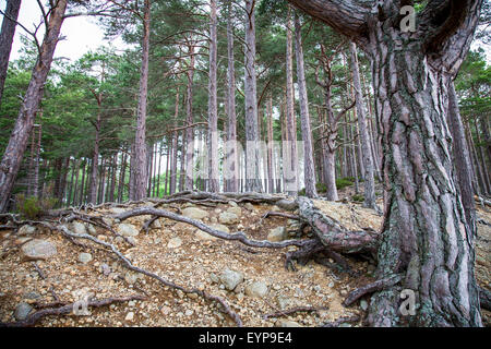 Loch ein Eilein Wald Baum Wurzeln Schottland, Vereinigtes Königreich Stockfoto