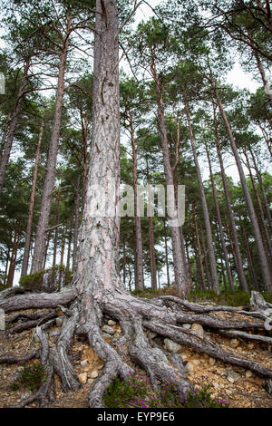 Loch ein Eilein Wald Baum Wurzeln Schottland, Vereinigtes Königreich Stockfoto