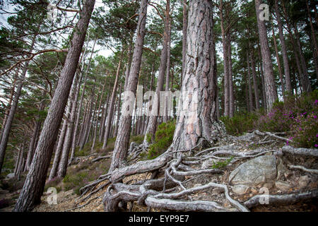 Loch ein Eilein Wald Baum Wurzeln Schottland, Vereinigtes Königreich Stockfoto