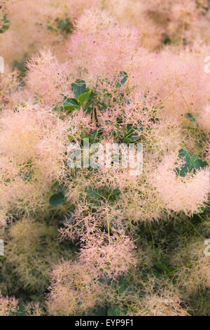 Cotinus Coggygria ' Young Lady' Blumen. Stockfoto