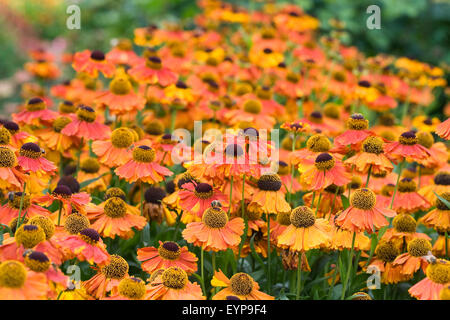 Helenium "Sahin frühen Blumen". Sneezeweed Blumen massenhaft in der Grenze. Stockfoto