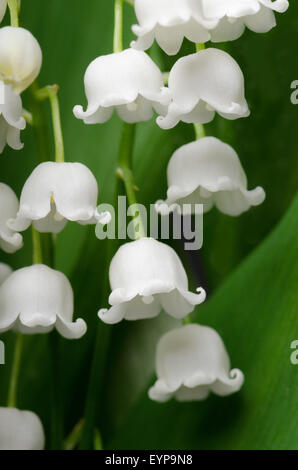 Lily Of The Valley (Convallariaarten Majalis L.) Stockfoto