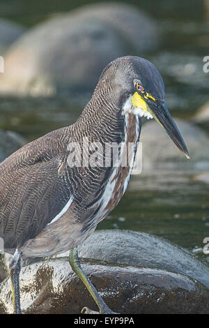 Ein Fasciated Tiger Heron Fischen an einem Fluss in Costa Rica Stockfoto