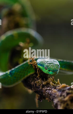 Eine Seite gestreift Palm Viper in einem Baum Stockfoto