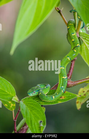 Eine Seite gestreift Palm Viper in einem Baum Stockfoto