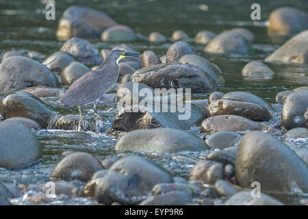 Ein Fasciated Tiger Heron Fischen an einem Fluss in Costa Rica Stockfoto