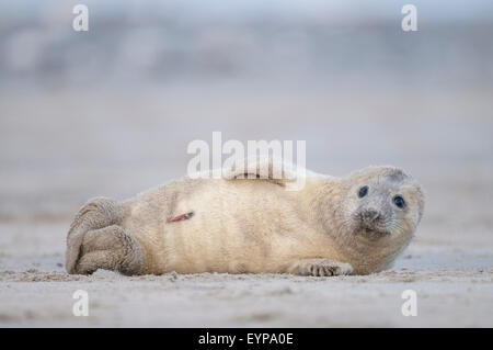 Jung grau versiegeln (Halichoerus Grypus), Helgoland, Deutschland Stockfoto