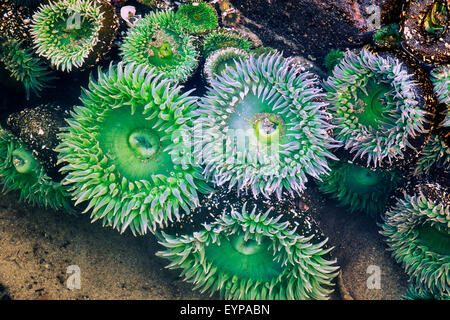 Bei Ebbe zeigt diese bunte Seeanemonen in der Gezeiten-Pools im Ruhestand Beach auf zentrale Küste Oregons. Stockfoto