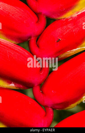 Nahaufnahme von der falschen Paradiesvogel Blume Stockfoto