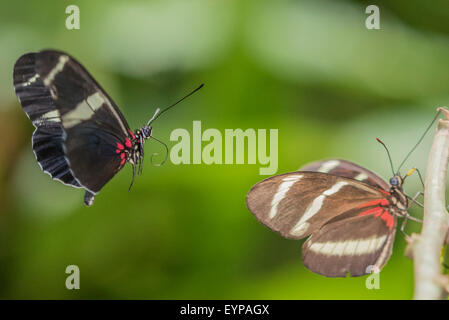 Erwachsenen Hewitson Longwing Schmetterlinge Pre-Paarung Stockfoto