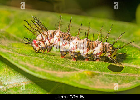 Eine Raupe von Julia butterfly Stockfoto