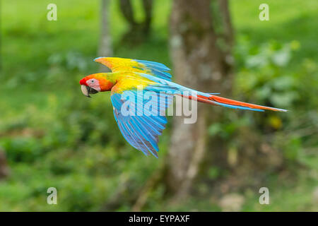 Ein Great Green Macaw fliegen Stockfoto