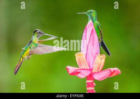 Ein Green-Crowned brillante Kolibri schwebt in der Nähe eine Banane Blume Stockfoto