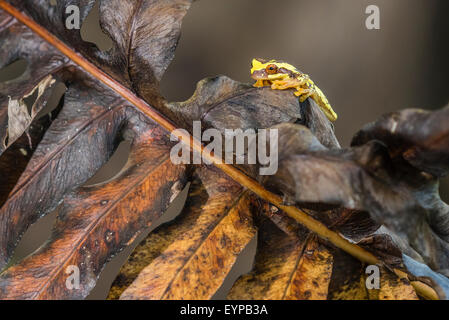 Eine Sanduhr Laubfrosch auf ein totes Blatt Stockfoto