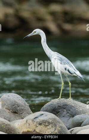 Eine Juvenile Little Blue Heron-Angeln Stockfoto