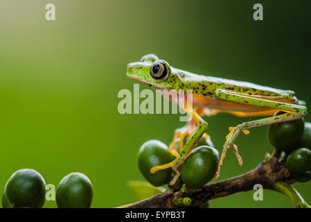 Ein Lemur Blatt Frosch ruht auf eine Beere Stockfoto