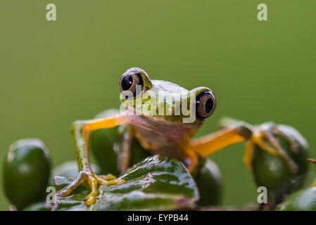 Ein Lemur Blatt Frosch ruht auf eine Beere Stockfoto