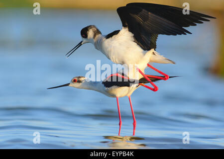 Schwarz geflügelte Stelzenläufer - Himantopus Himantopus - Pernilongo - Vogel Stockfoto