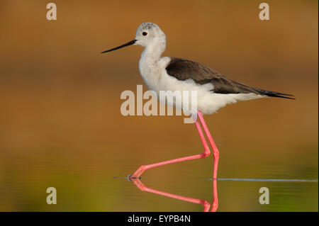 Schwarz geflügelte Stelzenläufer - Himantopus Himantopus - Pernilongo - Vogel Stockfoto