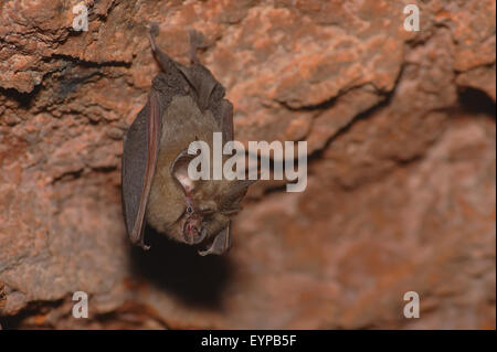 Horseshoe Bat - rhinolophus Mehelyi - Morcego-de-ferradura - mourisco Stockfoto