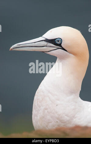 Basstölpel (Morus Bassanus) Stockfoto