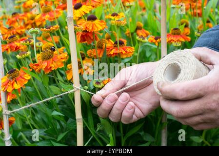 Gärtner mit Bindfäden und Stöcke, Helenium "Sahin frühen Blumen" zu unterstützen Stockfoto