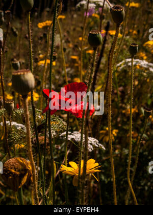 Wildblumen in British Summer Time Stockfoto