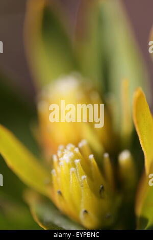 Leucospermum Blumen in Lebensraum an den Ufern des Flusses Palmiet in der Nähe von Kleinmond, Südafrika Stockfoto