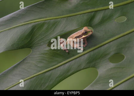 Ein maskierter Laubfrosch auf einem Blatt Stockfoto