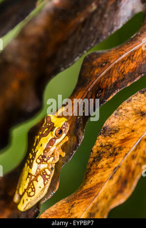 Eine Sanduhr Laubfrosch auf ein totes Blatt Stockfoto