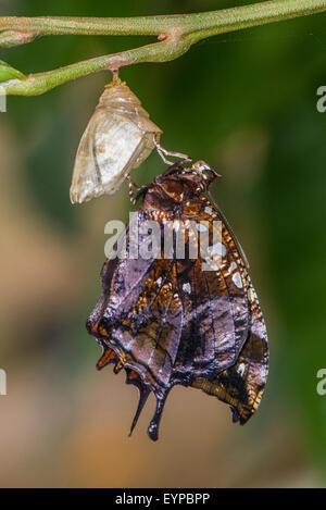 Ein marmoriertes Leafwing Schmetterling aus seiner Puppe-Fall Stockfoto