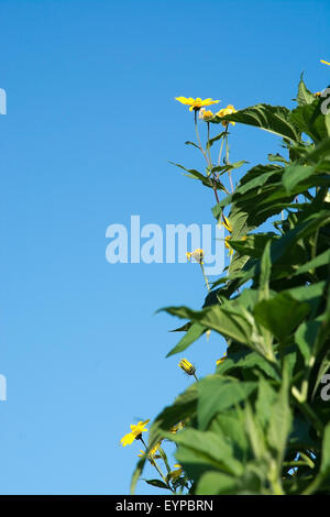 Sonnenblumen und Vegetation gegen blauen Himmel im September, Schweden. Stockfoto