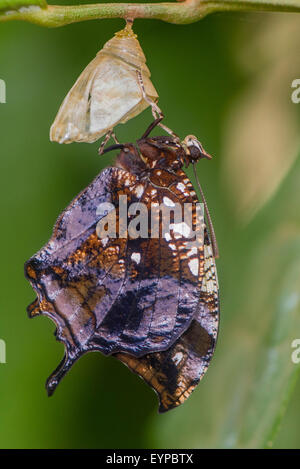 Ein marmoriertes Leafwing Schmetterling aus seiner Puppe-Fall Stockfoto