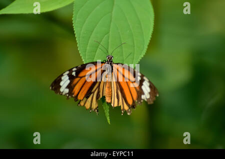 Monarch-Schmetterling auf Blatt. Stockfoto
