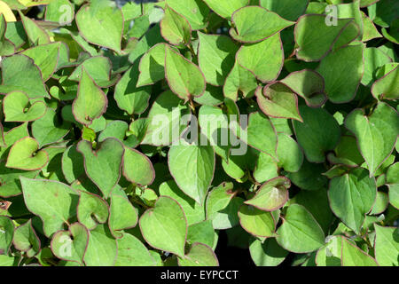 Gartenlandschaft, Koriander, Vap Ca, Houttuynia Cordata, Stockfoto