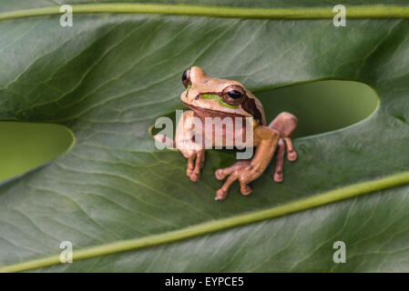 Ein maskierter Laubfrosch auf einem Blatt Stockfoto