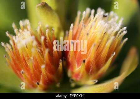 Leucospermum Blumen in Lebensraum an den Ufern des Flusses Palmiet in der Nähe von Kleinmond, Südafrika Stockfoto