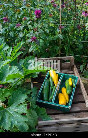 Hölzerne Trug mit frisch geernteten selbst angebauten grünen und gelben Zucchini-Sorten. Stockfoto