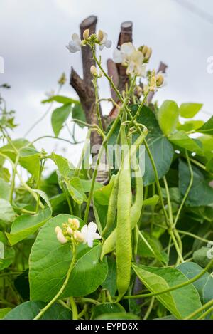 Phaseolus Coccineus, Runner Bean, "Äquator" Schoten und Blumen wachsen Hasel Pol Wigwam. Stockfoto