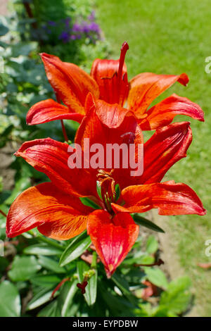 Rote Lilie Blumen im Garten wächst. Stockfoto