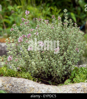 Zitronenthymian, Thymus, Citriodorus, Stockfoto